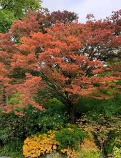 ZELKOVA serrata GREEN VASE