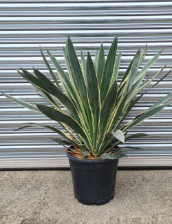 YUCCA gloriosa VARIEGATA