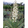 YUCCA gloriosa VARIEGATA
