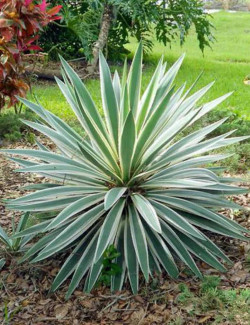 YUCCA gloriosa VARIEGATA
