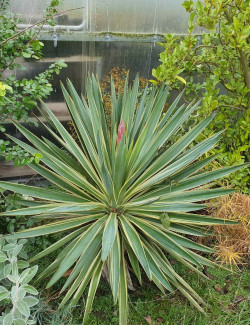 YUCCA gloriosa VARIEGATA