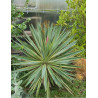 YUCCA gloriosa VARIEGATA