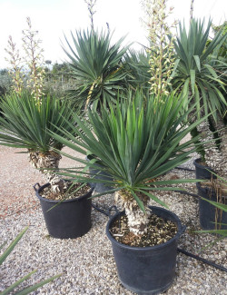 YUCCA gloriosa