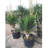 YUCCA gloriosa