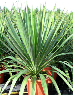 YUCCA gloriosa