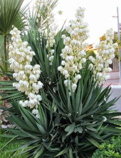YUCCA gloriosa