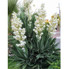 YUCCA gloriosa