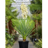 YUCCA gloriosa