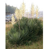 YUCCA gloriosa