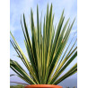 YUCCA filamentosa BRIGHT EDGE