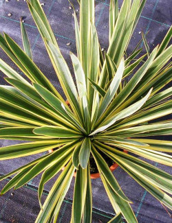 YUCCA filamentosa BRIGHT EDGE