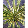 YUCCA filamentosa BRIGHT EDGE