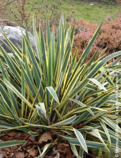 YUCCA filamentosa BRIGHT EDGE