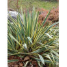 YUCCA filamentosa BRIGHT EDGE