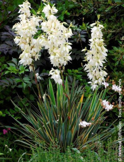 YUCCA filamentosa BRIGHT EDGE