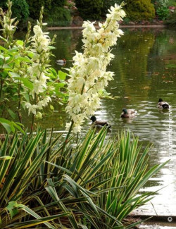 YUCCA filamentosa BRIGHT EDGE