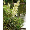 YUCCA filamentosa BRIGHT EDGE