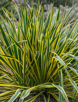 YUCCA filamentosa BRIGHT EDGE