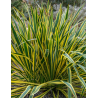 YUCCA filamentosa BRIGHT EDGE