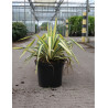YUCCA filamentosa COLOR GUARD En pot de 7-10 litres