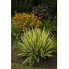 YUCCA filamentosa COLOR GUARD