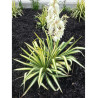 YUCCA filamentosa COLOR GUARD