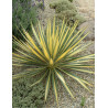 YUCCA filamentosa COLOR GUARD