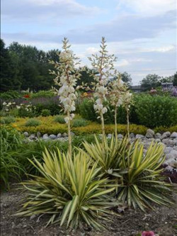 YUCCA filamentosa COLOR GUARD