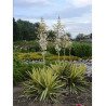 YUCCA filamentosa COLOR GUARD