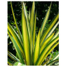 YUCCA filamentosa COLOR GUARD