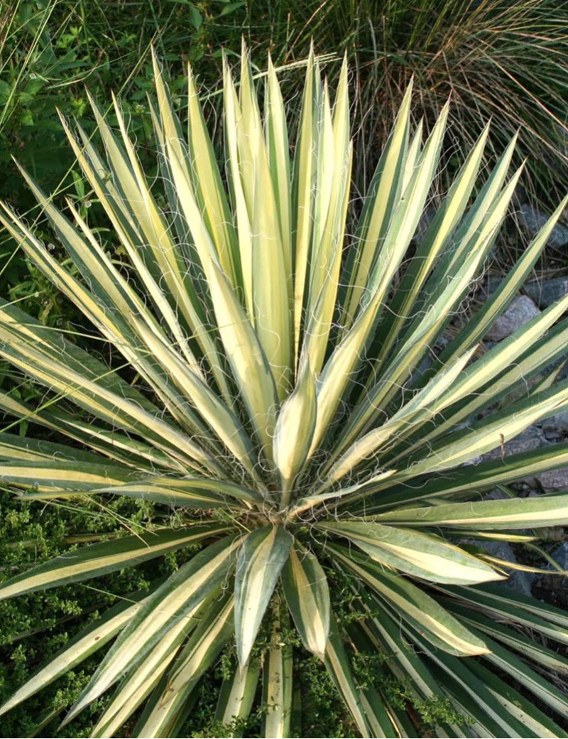 YUCCA filamentosa COLOR GUARD