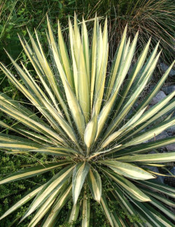 YUCCA filamentosa COLOR GUARD