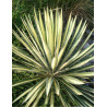 YUCCA filamentosa COLOR GUARD