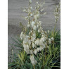YUCCA filamentosa GOLDEN SWORD