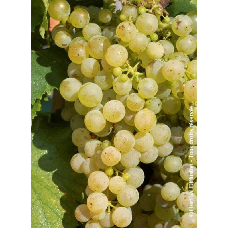 VIGNE DE TABLE CHASSELAS DE FONTAINEBLEAU