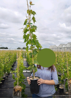 VIGNE DE TABLE En pot de 4-5 litres