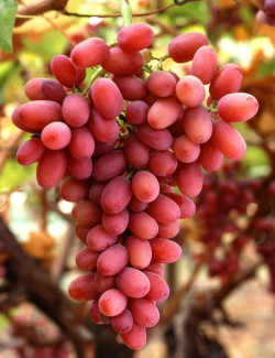 VIGNE DE TABLE MISS PINK®