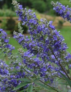 VITEX agnus-castus BLUE DELTA BLUES