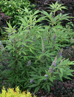 VITEX agnus-castus BLUE DELTA BLUES