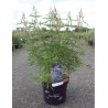 VITEX agnus-castus BLUE DELTA BLUES En pot de 10-12 litres