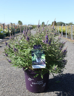 VITEX agnus-castus BLUE PUFFBALL En pot de 10-12 litres