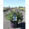VITEX agnus-castus BLUE PUFFBALL En pot de 10-12 litres