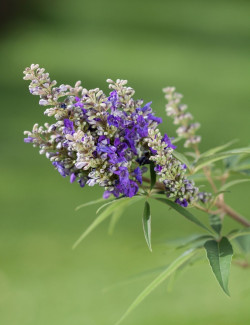 VITEX agnus-castus BLUE PUFFBALL