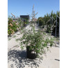VITEX agnus-castus ALBUS En pot de 25-30 litres