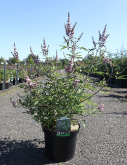 VITEX agnus-castus PINK PINNACLE En pot de 10-12 litres