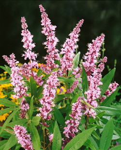 VITEX agnus-castus PINK PINNACLE