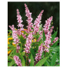 VITEX agnus-castus PINK PINNACLE