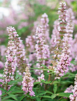 VITEX agnus-castus PINK PINNACLE