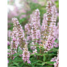 VITEX agnus-castus PINK PINNACLE