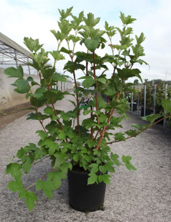 VIBURNUM trilobum WENTWORTH® En pot de 12-15 litres